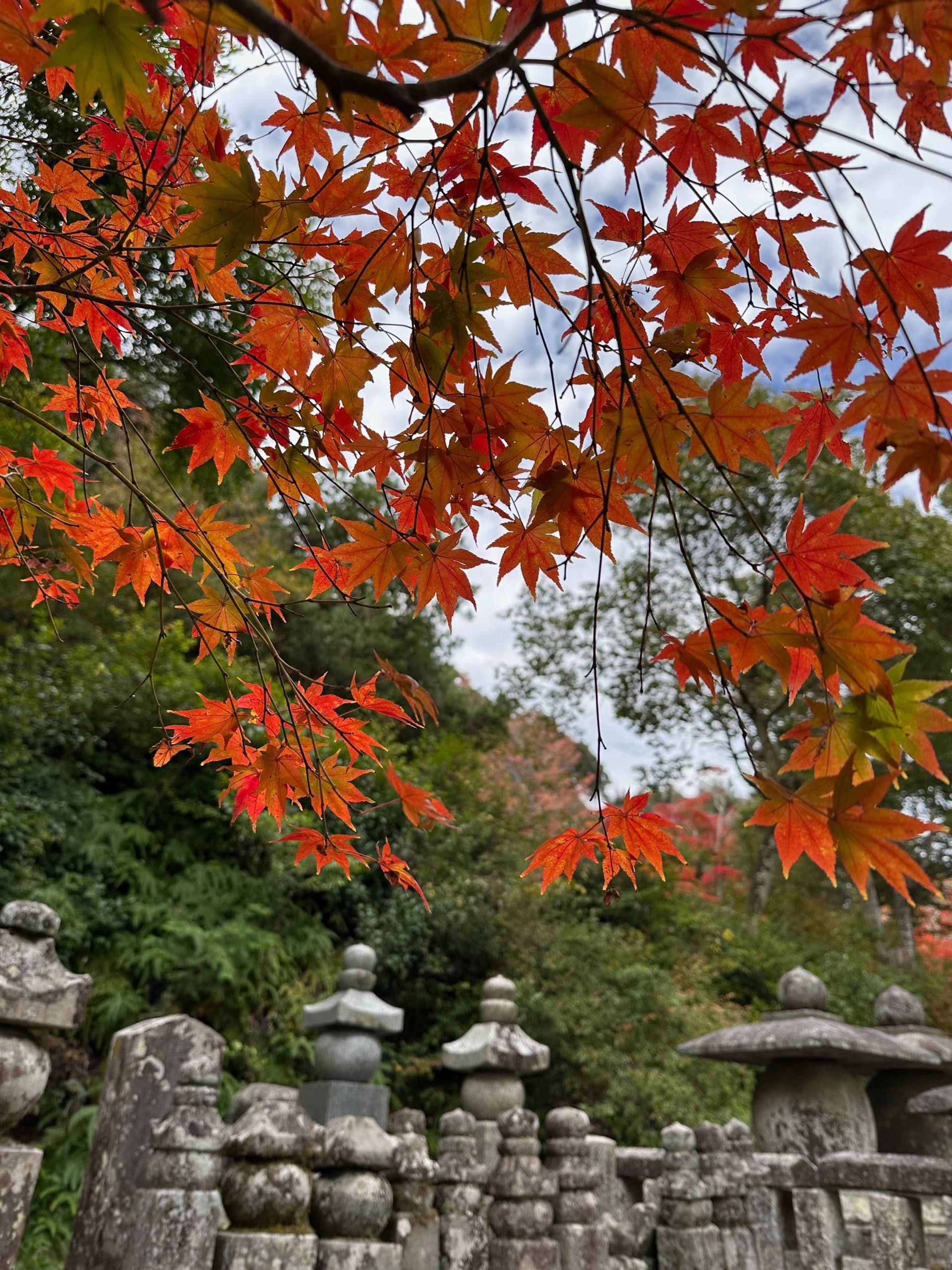 Autumn leaves on a trip abroad