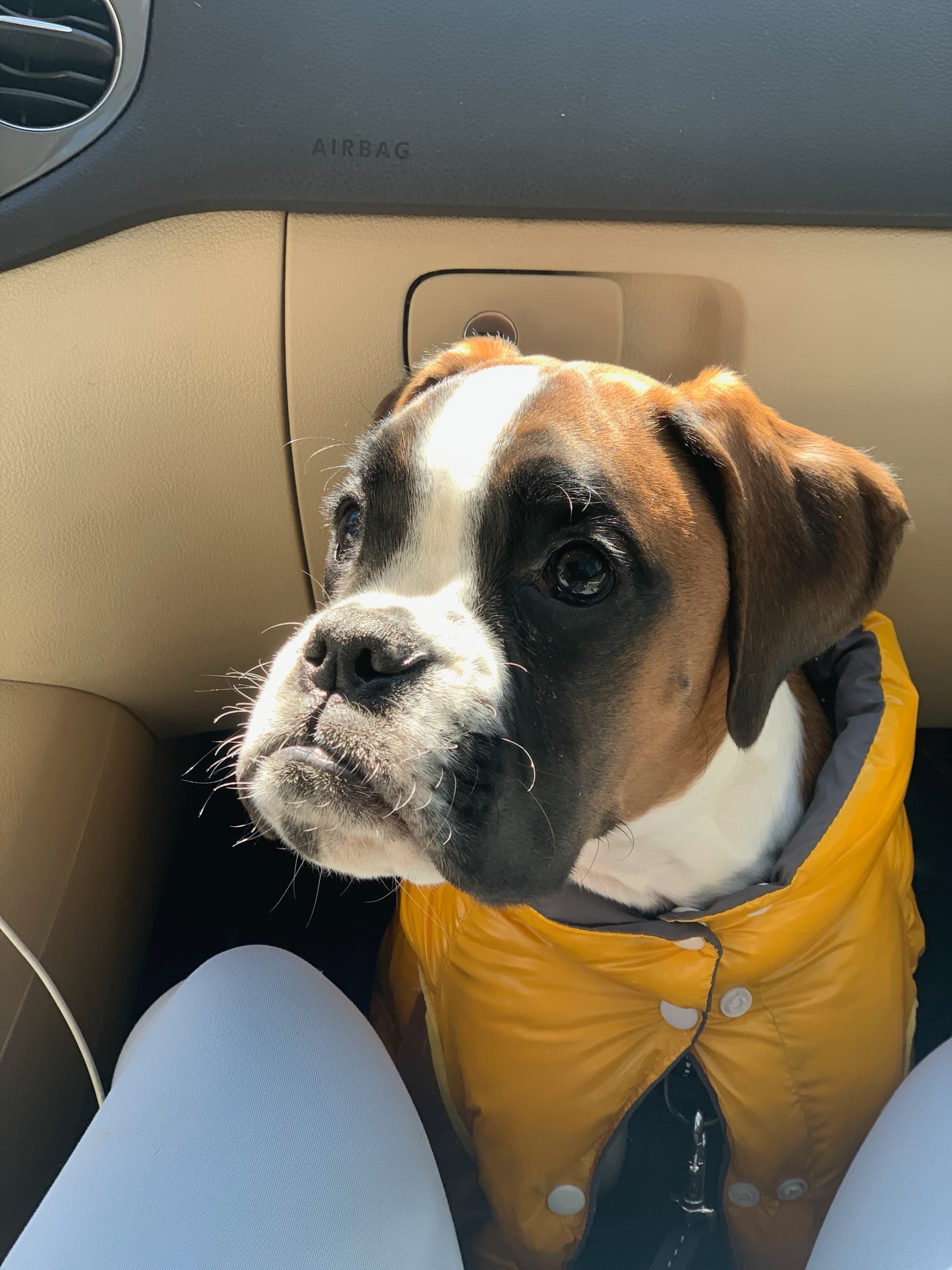 A dog bundled up on a car ride